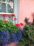 19393 Flowers in Golden Vale Farmhouse window.jpg